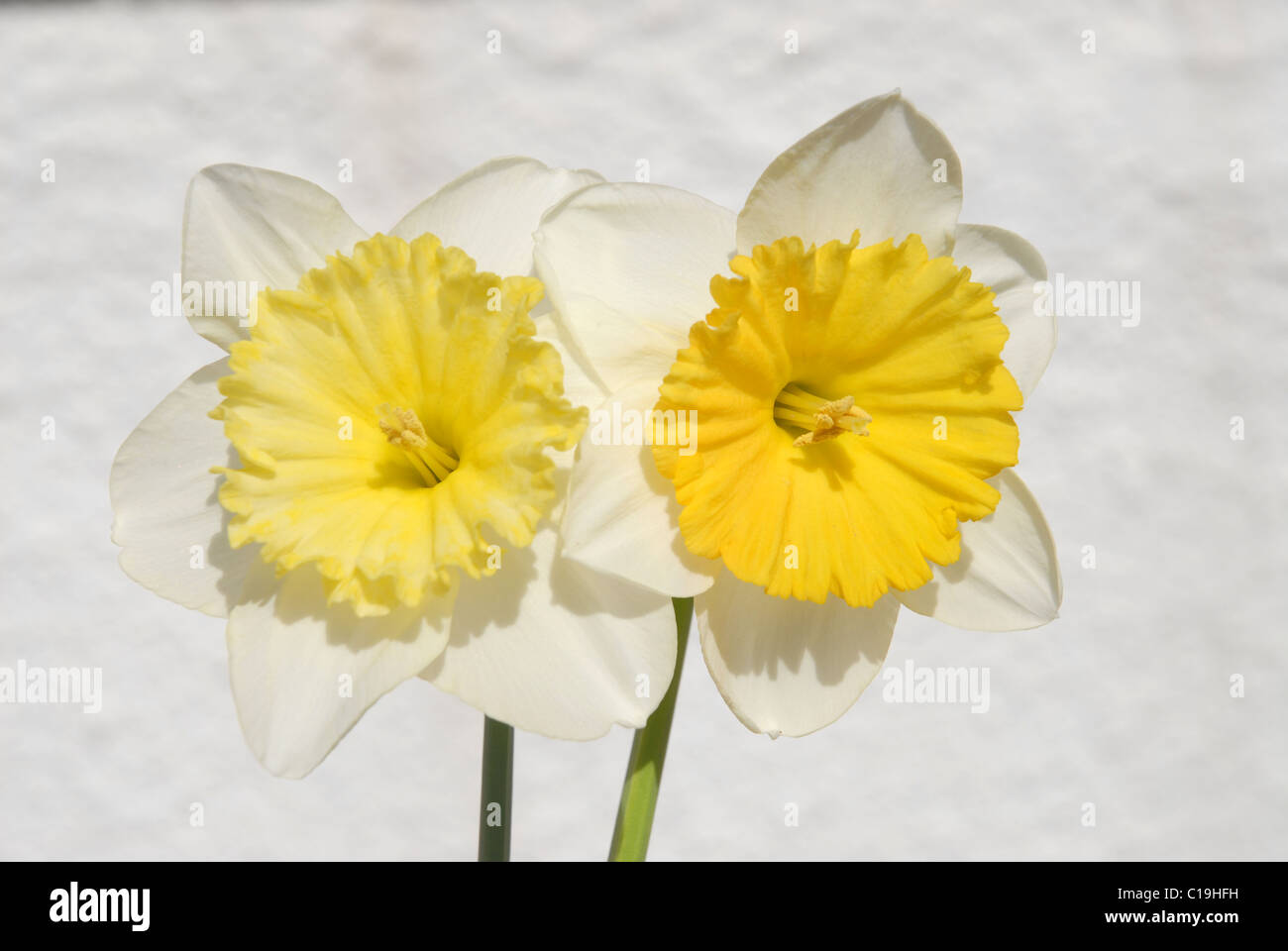 two daffodil Stock Photo