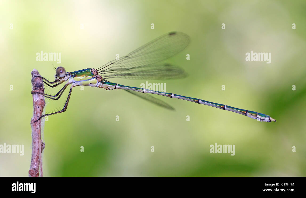 Damselfly hanging on a piece of branch Stock Photo - Alamy