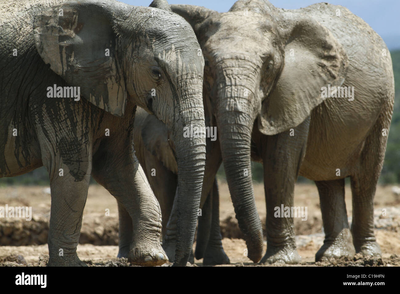 GREY & BROWN AFRICAN ELEPHANTS ADDO NATIONAL PARK SOUTH AFRICA 30 ...