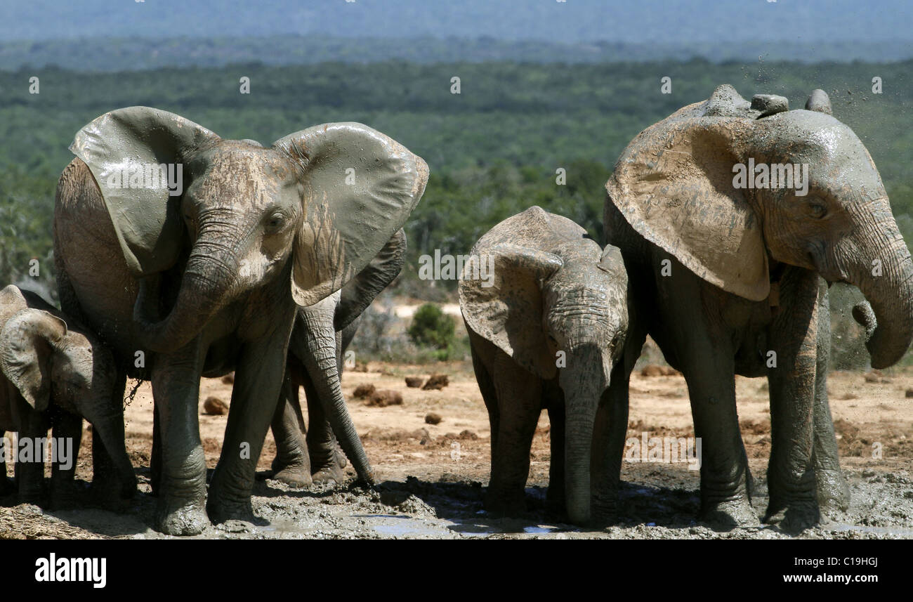 BROWN & GREY AFRICAN ELEPHANTS ADDO NATIONAL PARK SOUTH AFRICA 30 ...