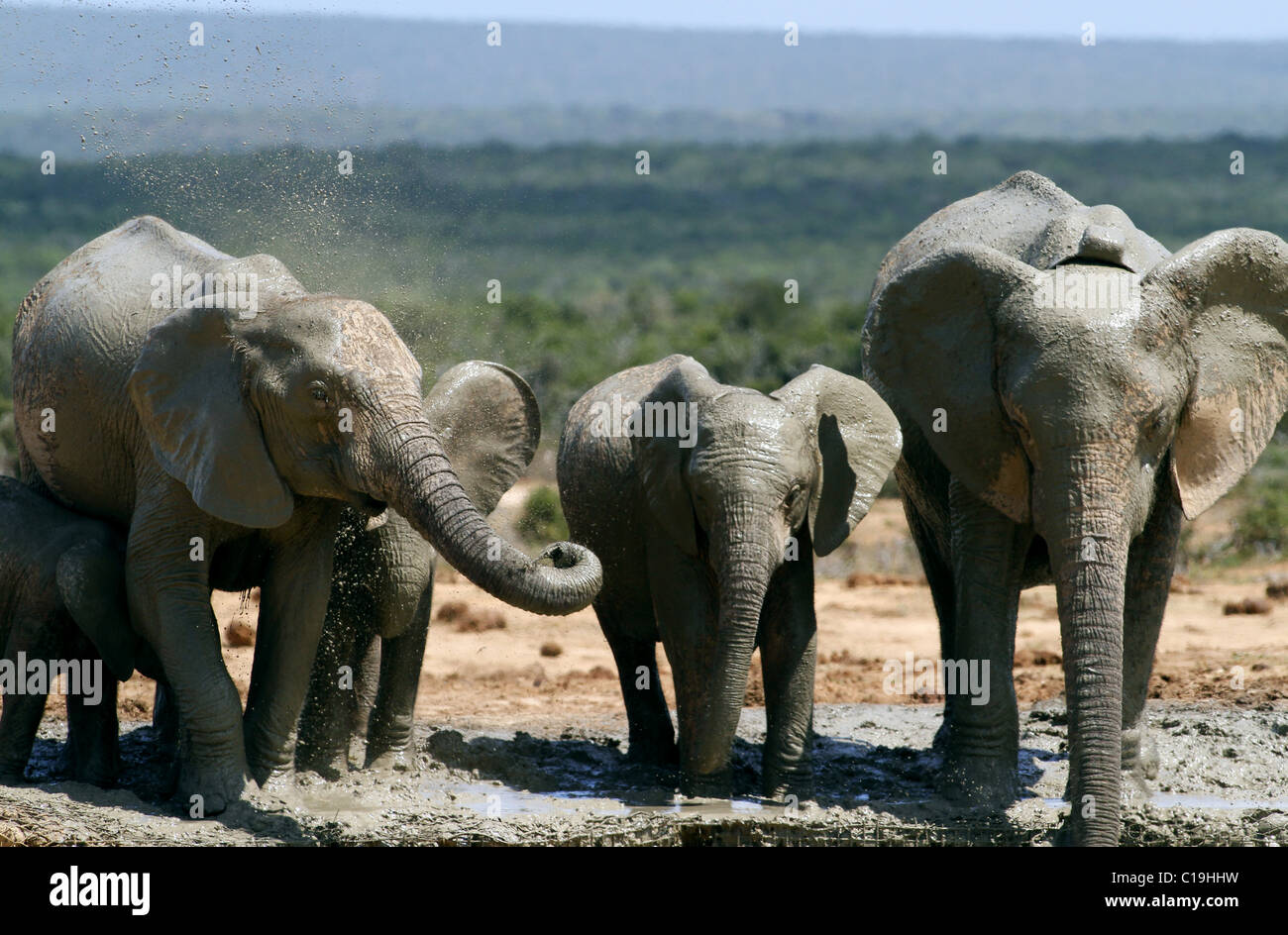 BROWN & GREY AFRICAN ELEPHANTS ADDO NATIONAL PARK SOUTH AFRICA 30 ...