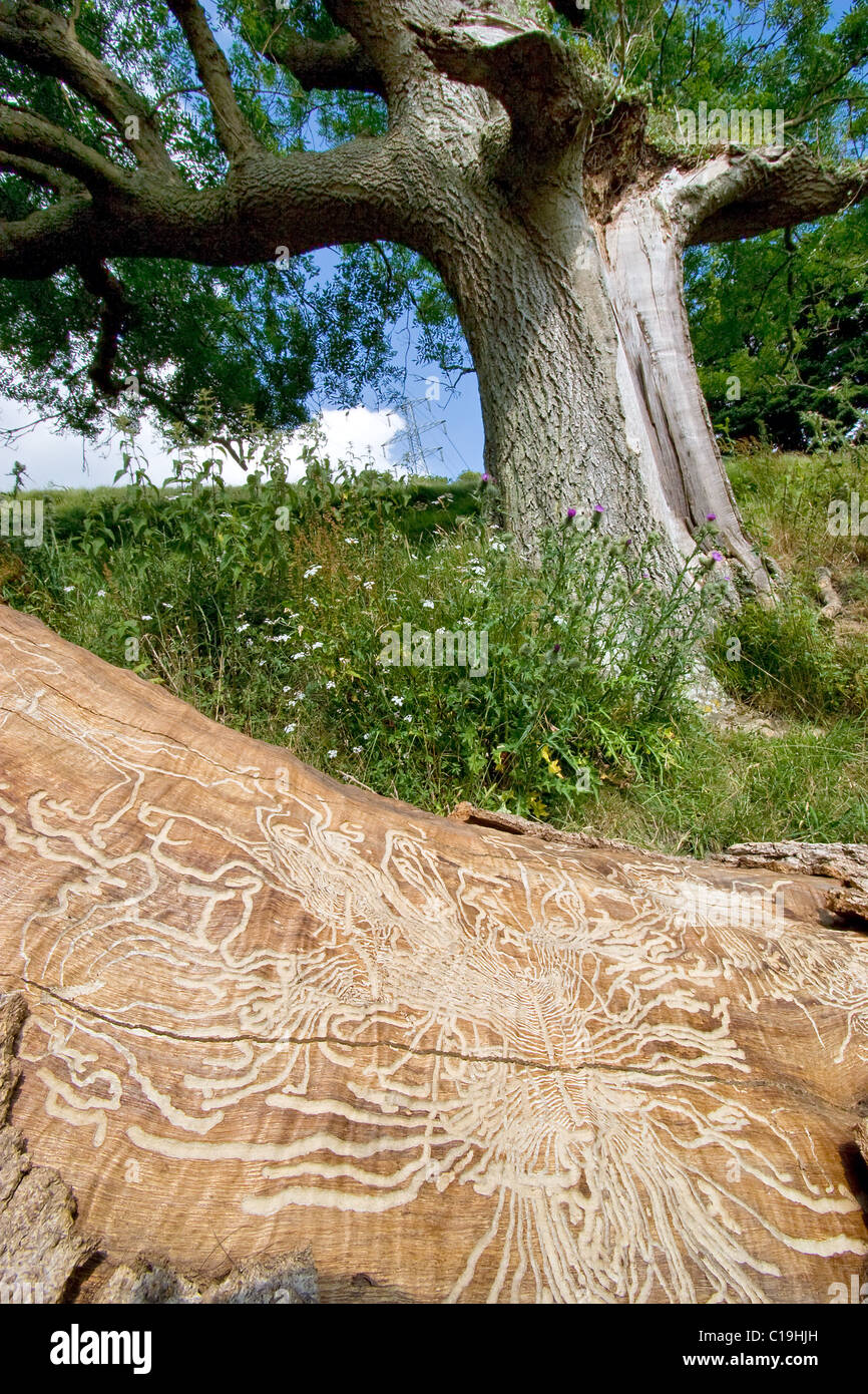 Galleries of bark beetle exposed beneath the bark of a fallen beech tree Fagus sylvatica Stock Photo