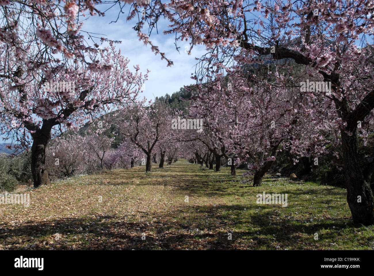 almond orchard with blossom, between Famorca & Fachecha, Alicante Province, Valencia, Spain Stock Photo