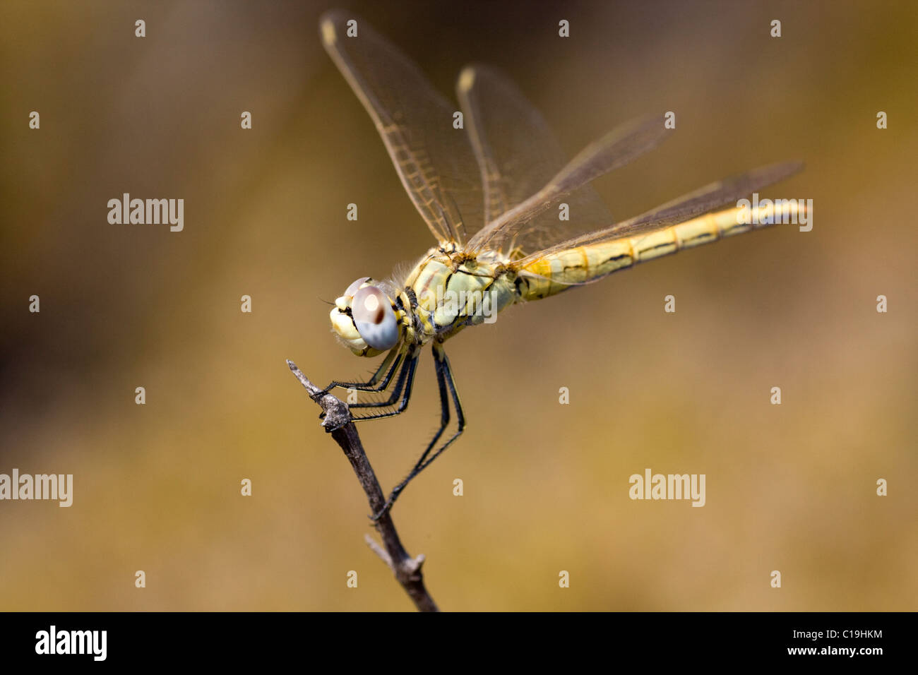 View of a beautiful yellow dragonfly on top of a branch Stock Photo - Alamy
