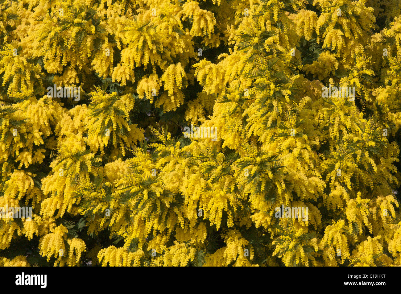 Mimosa blooming on French Riviera, Côte d'Azur, France Stock Photo Alamy