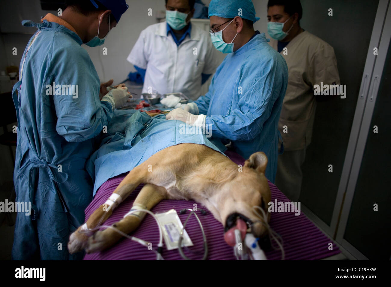 A veterinarian surgeon operates a dog at the operating room of a Pet