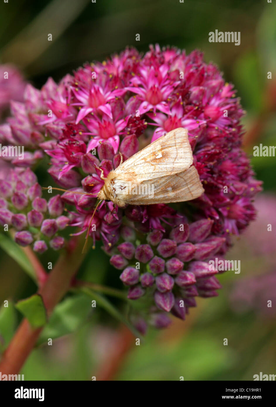 Brown-line Bright-eye Moth, Mythimna conigera, Noctuidae. On Orpine (Hylotelephium telephium or Sedum telephium) Flowers. Stock Photo