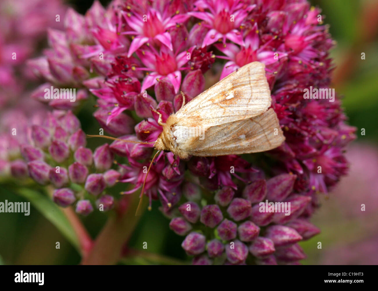 Brown-line Bright-eye Moth, Mythimna conigera, Noctuidae. On Orpine (Hylotelephium telephium or Sedum telephium) Flowers. Stock Photo