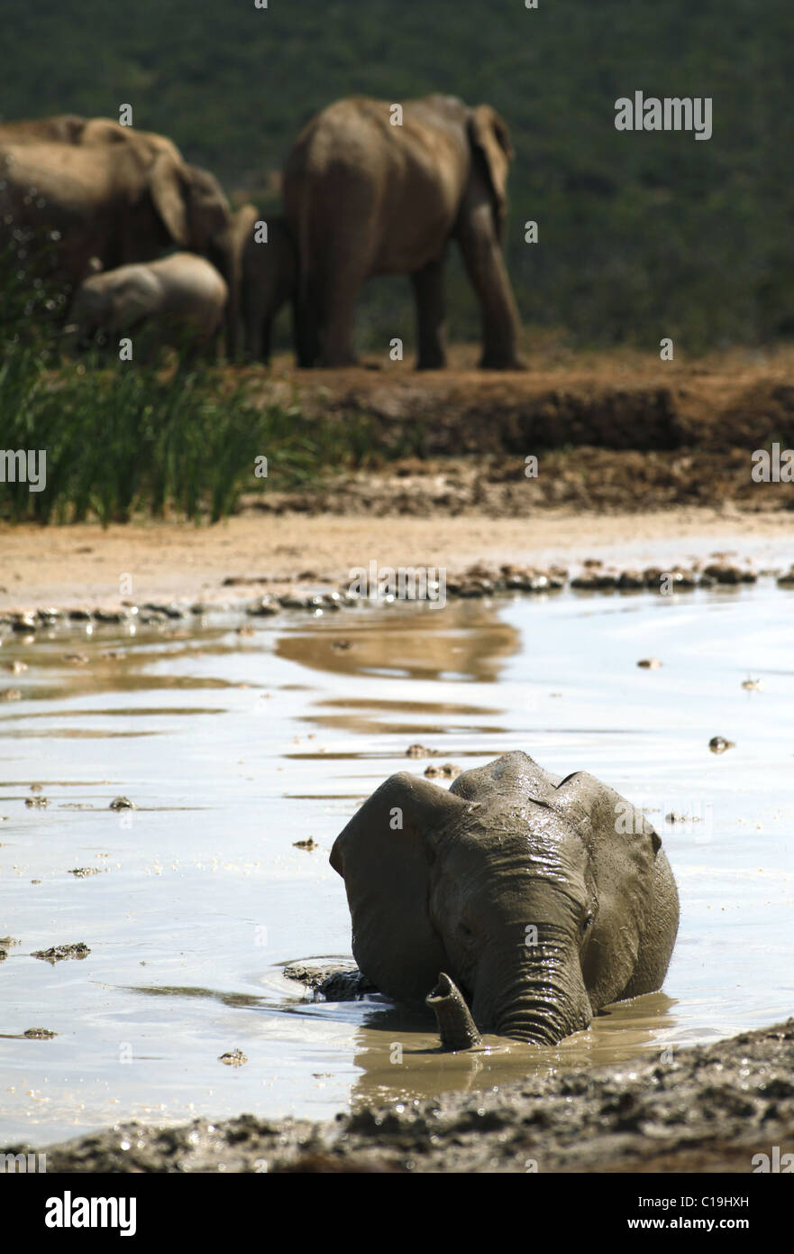 GREY AFRICAN ELEPHANT IN WATERHOLE ADDO NATIONAL PARK SOUTH AFRICA 30 January 2011 Stock Photo