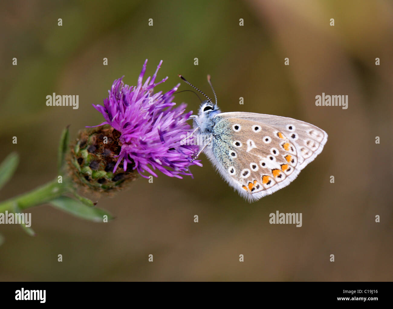 Male Common Blue Butterfly, Polyommatus icarus, Lycaenidae, on Black Knapweed (Centaurea nigra) Stock Photo