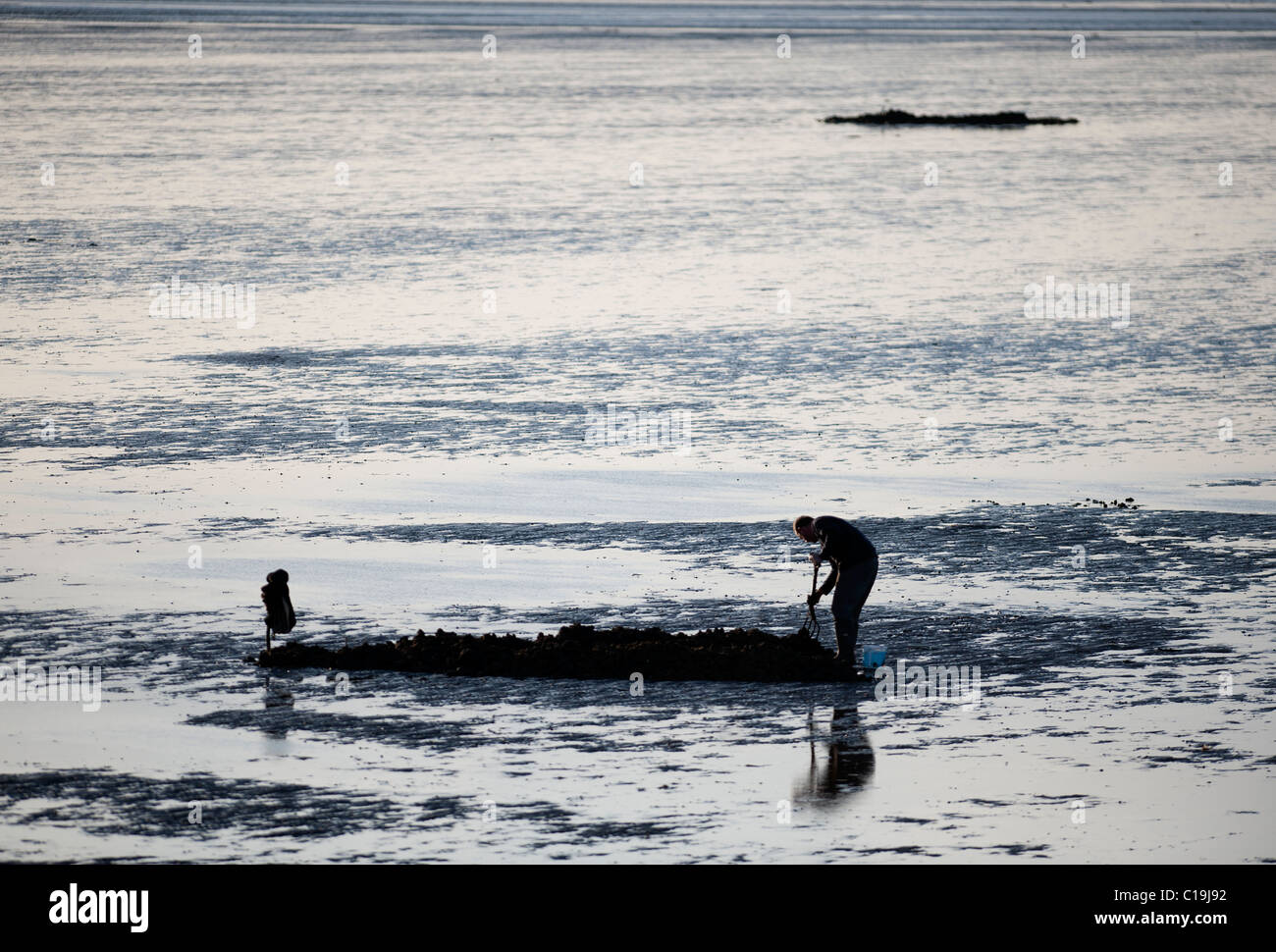 Bait digging on mudflats of The Wash off Snettisham Norfolk winter Stock Photo