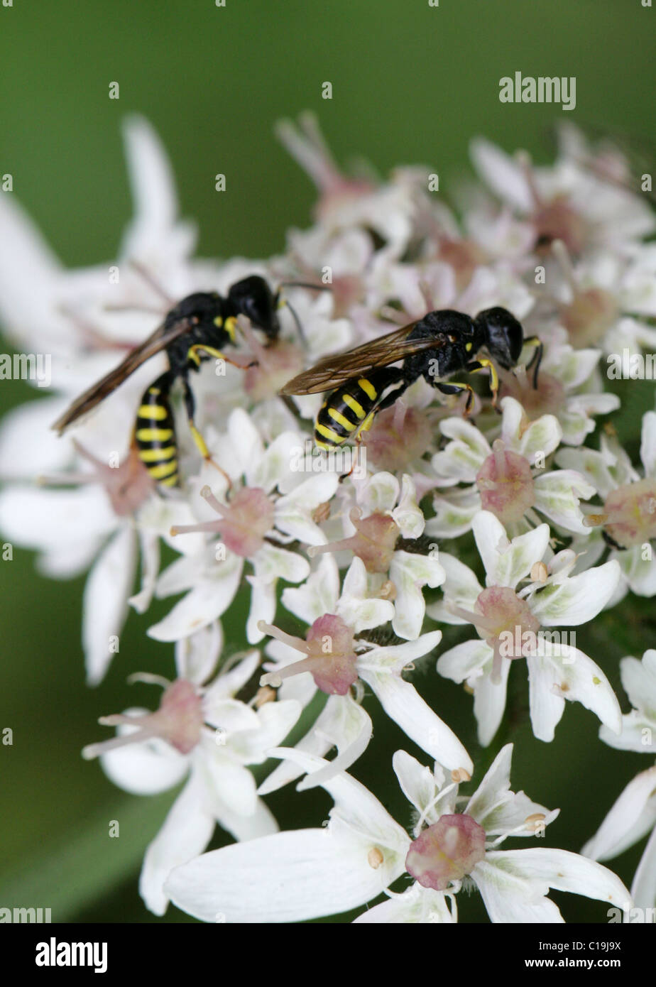 Digger Wasps, Ectemnius cavifrons, Sphecidae, Apoidea, Apocrita, Hymenoptera. Feeding on Hogweed. Stock Photo