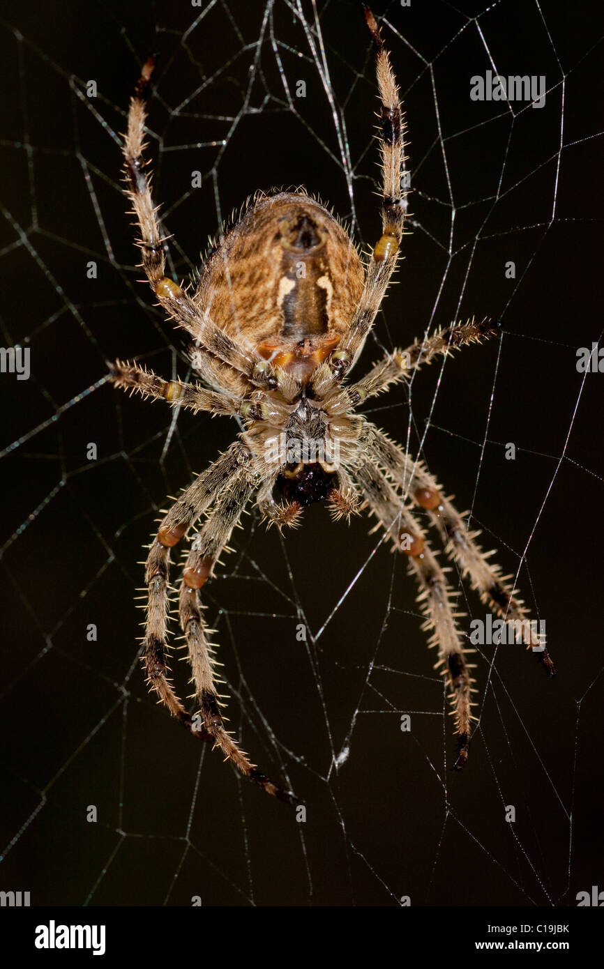Macro view of a spider waiting on it's web for a perfect attack Stock ...