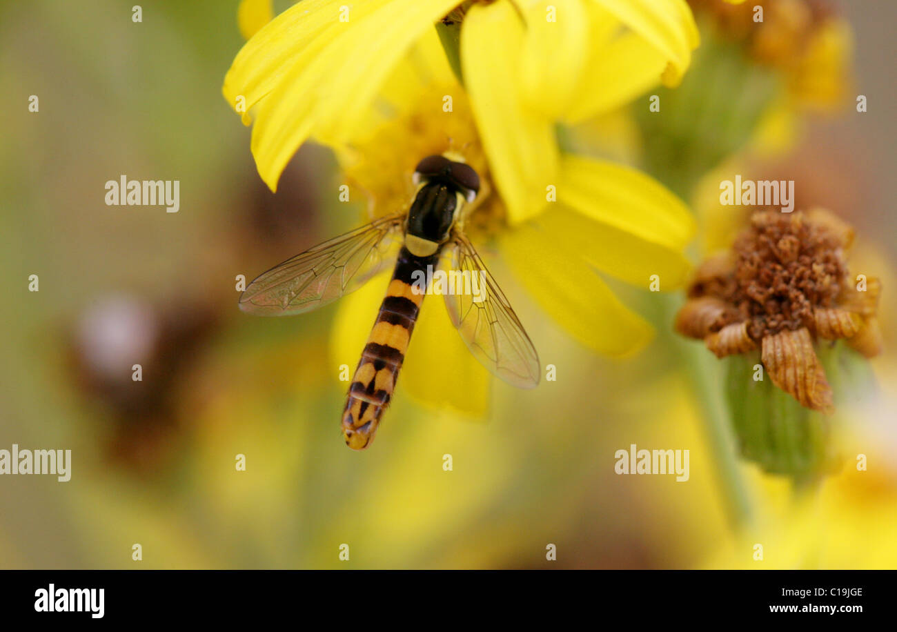 Hoverfly, Sphaerophoria scripta, Syrphidae, Diptera. Male. Stock Photo