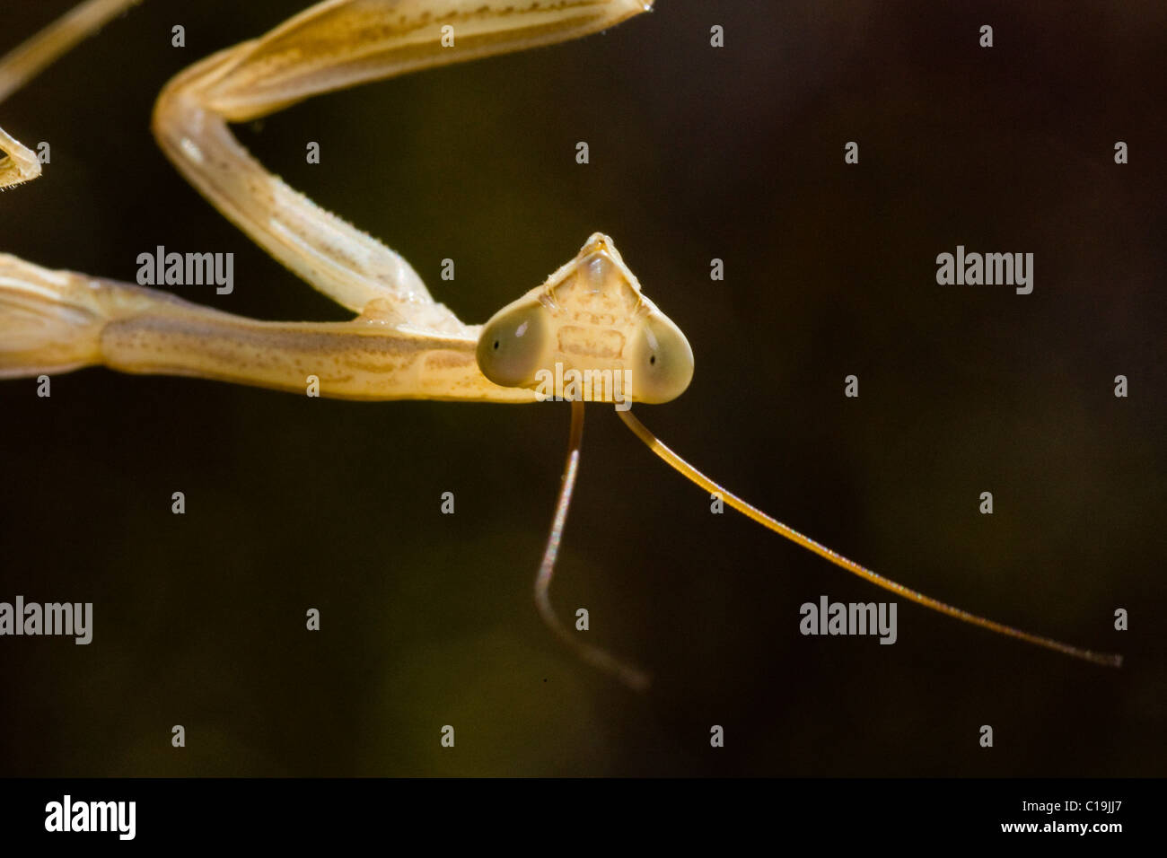 Praying mantis full body hi-res stock photography and images - Alamy