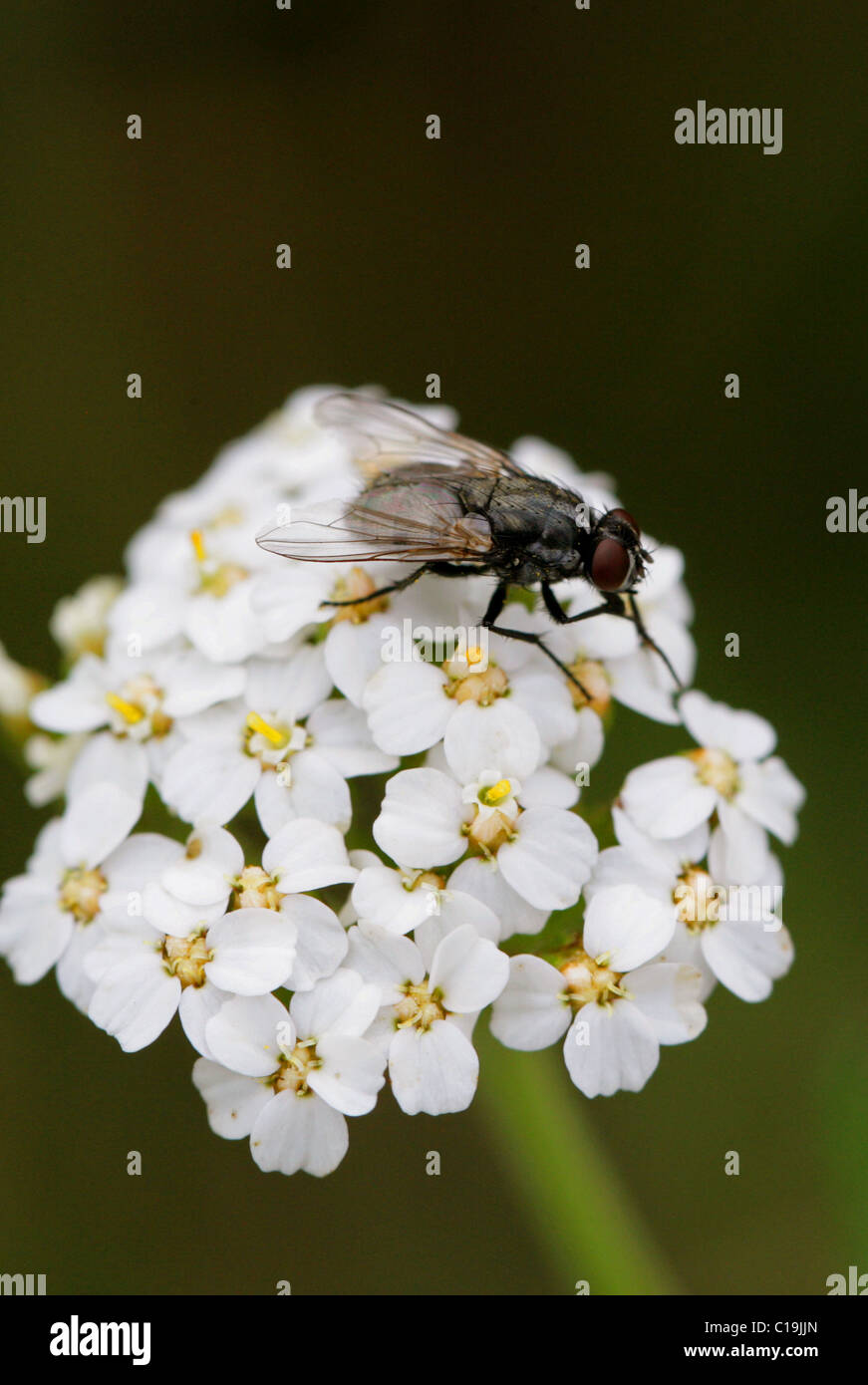 Housefly, Musca domestica, Muscidae, Diptera. On Yarrow. Stock Photo