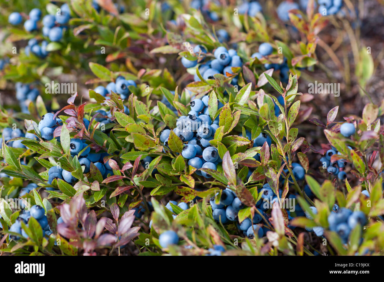 Small natural organic Blueberry in Boreal Forest In Quebec Stock Photo