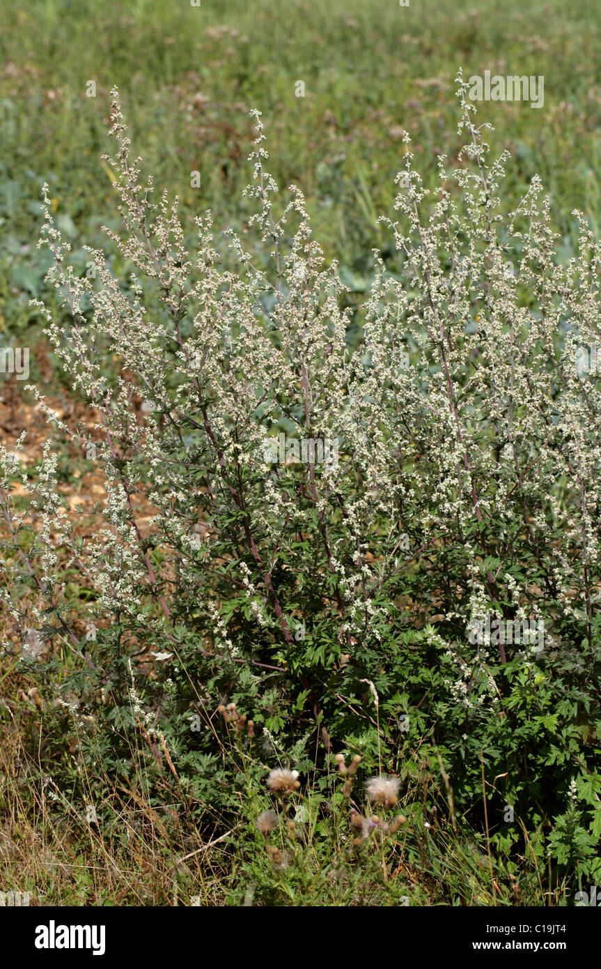 Mugwort or Common Wormwood, Artemisia vulgaris, Asteraceae (Compositae). British Wild Flower. Stock Photo