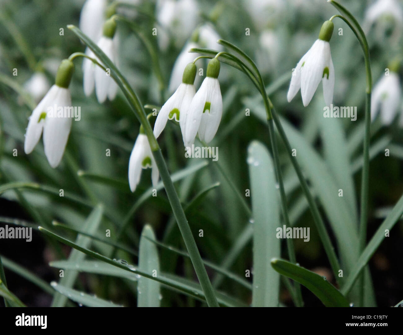 Beautiful Spring Snow Drops with morning dew Stock Photo