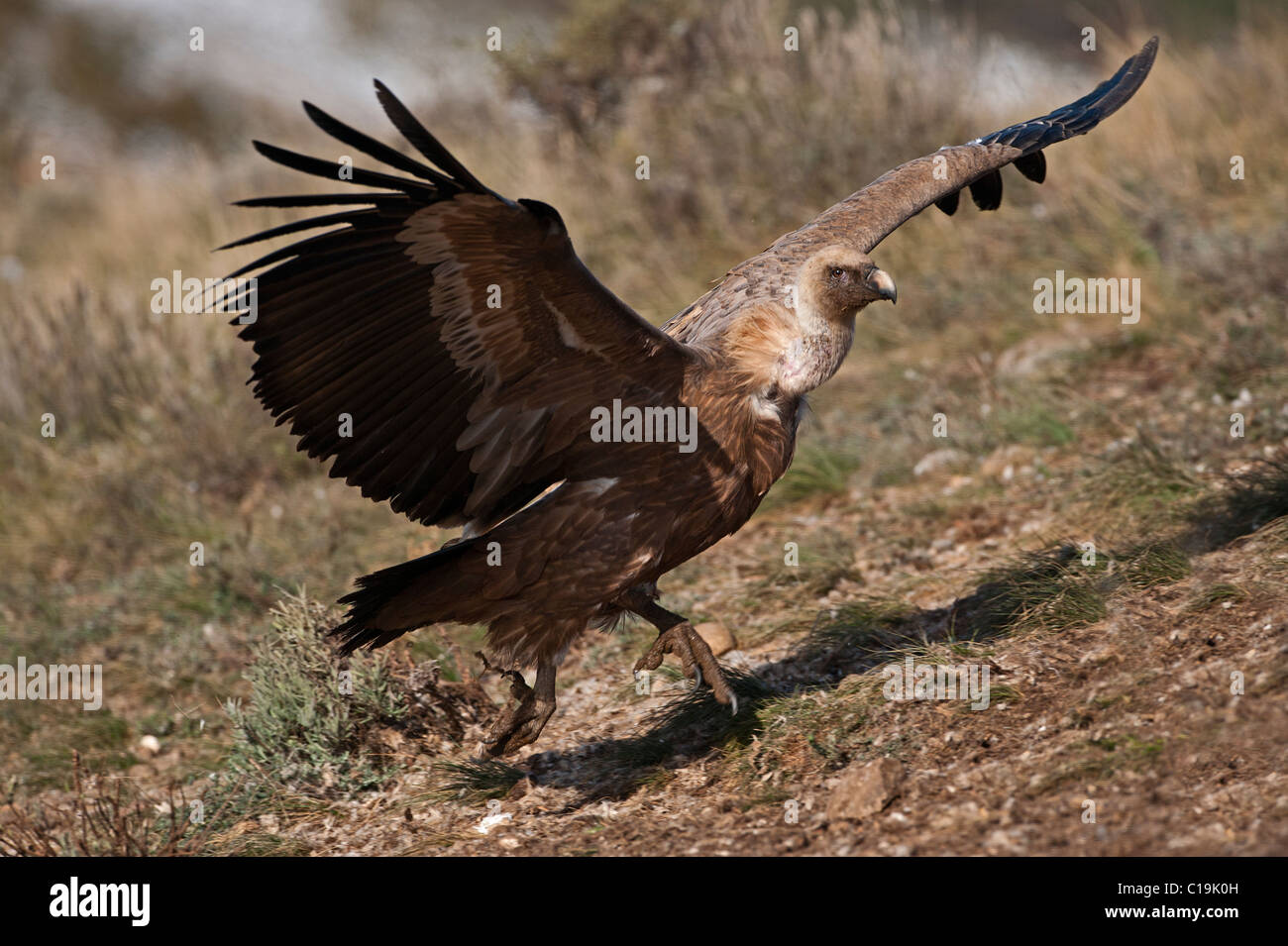 Griffon Vulture Gyps fulvus Catalonian Pyrenees Spain winter Stock Photo