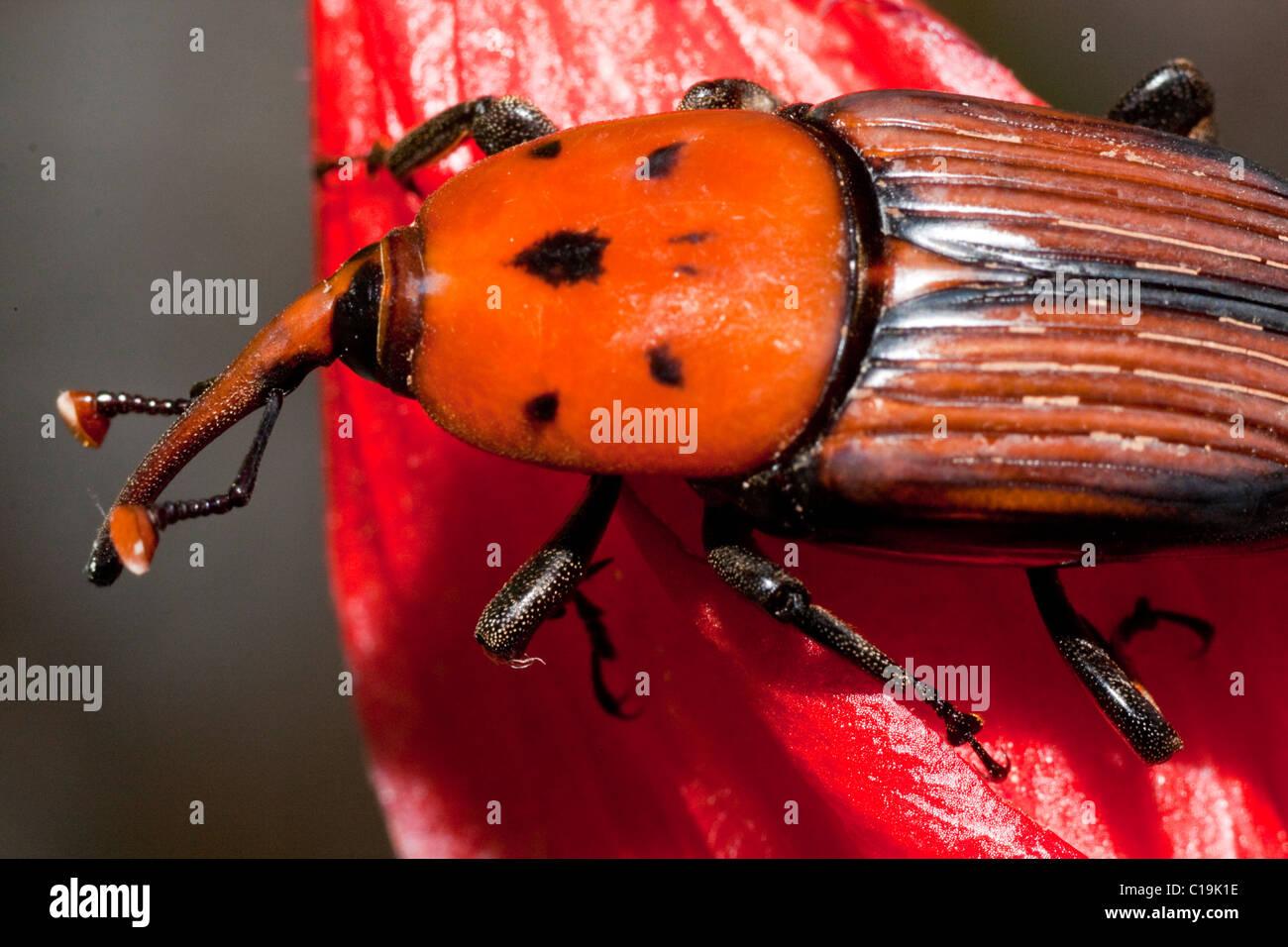 Red palm weevil rhynchophorus ferrugineus hi-res stock photography and  images - Page 3 - Alamy