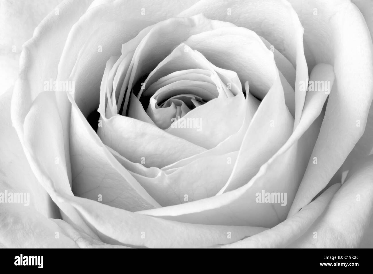 White rose, black and  white macro Stock Photo