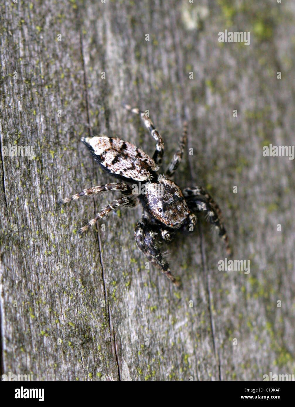Zebra Jumping Spider, Salticus scenicus, Salticidae, Araneae, Arachnida