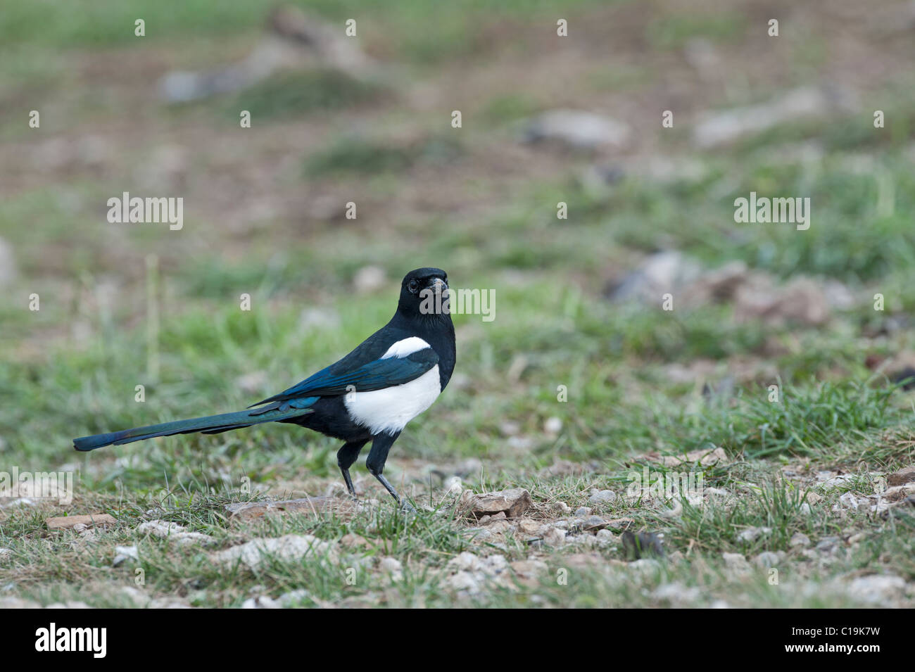 Magpie Pica pica Spain winter Stock Photo