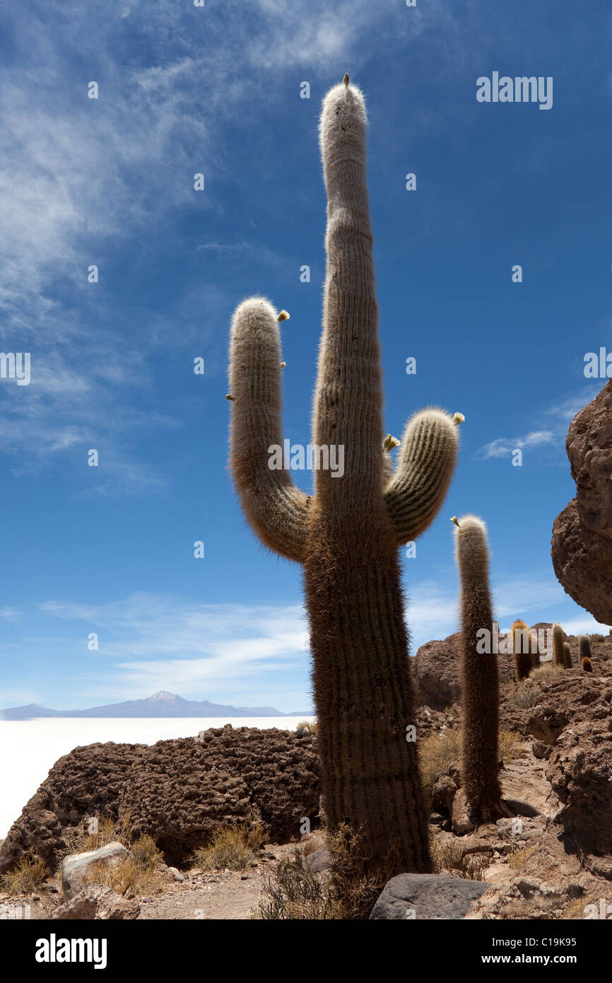echinopsis cactus flowers Echinopsis cv Rose Quartz Live Cactus Growing in 5 Inch  Phoenix Rising  Succulents