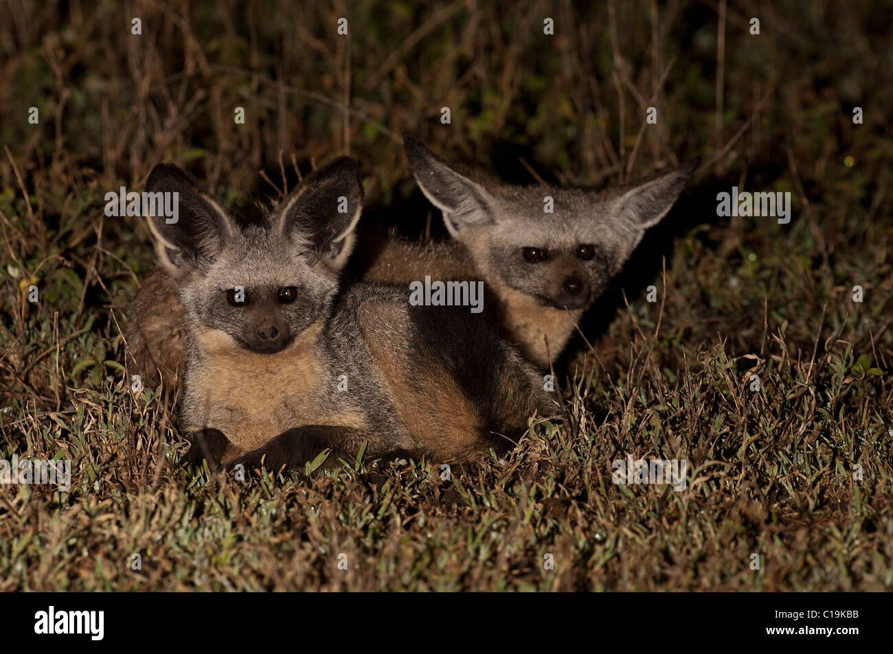 Stock photo of two bat eared fox sitting by their den at dawn. Stock Photo