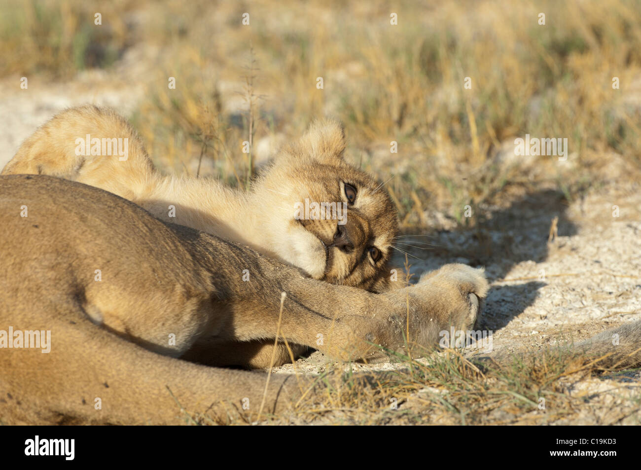 Stock photo of a lion cub laying by her mother's back foot. Stock Photo