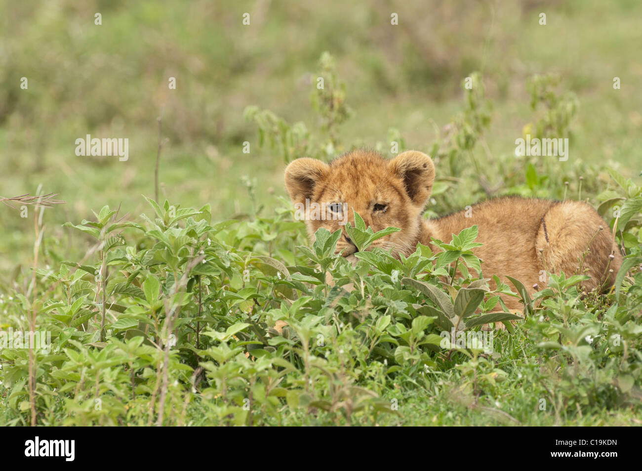 Stock photo of a lion cub resting in green vegetation. Stock Photo