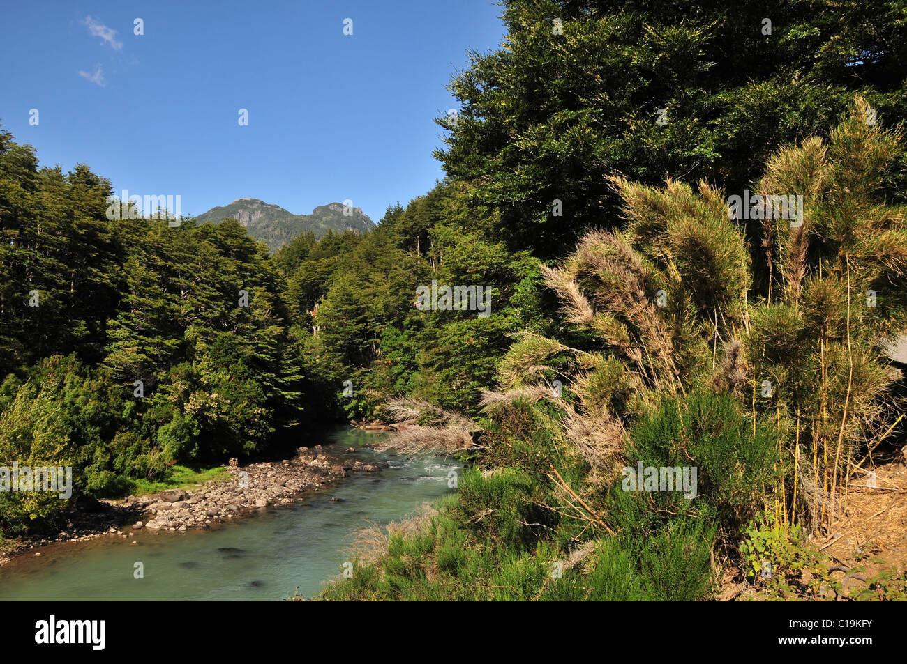 Blue sky Andean view of opaque milky water of Rio Frias flowing through forest trees with bamboo, Puerto Blest, Andes, Argentina Stock Photo