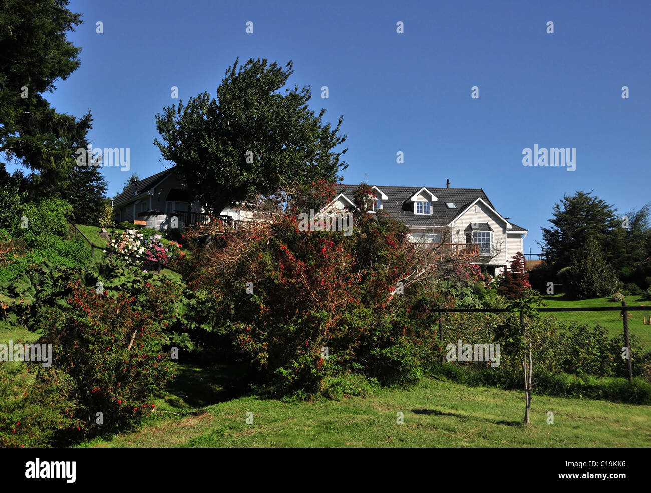 Blue sky garden view, green grass, fuchsias, hydrangeas, Chilean rhubarb in front of a white wooden house, near Frutillar, Chile Stock Photo