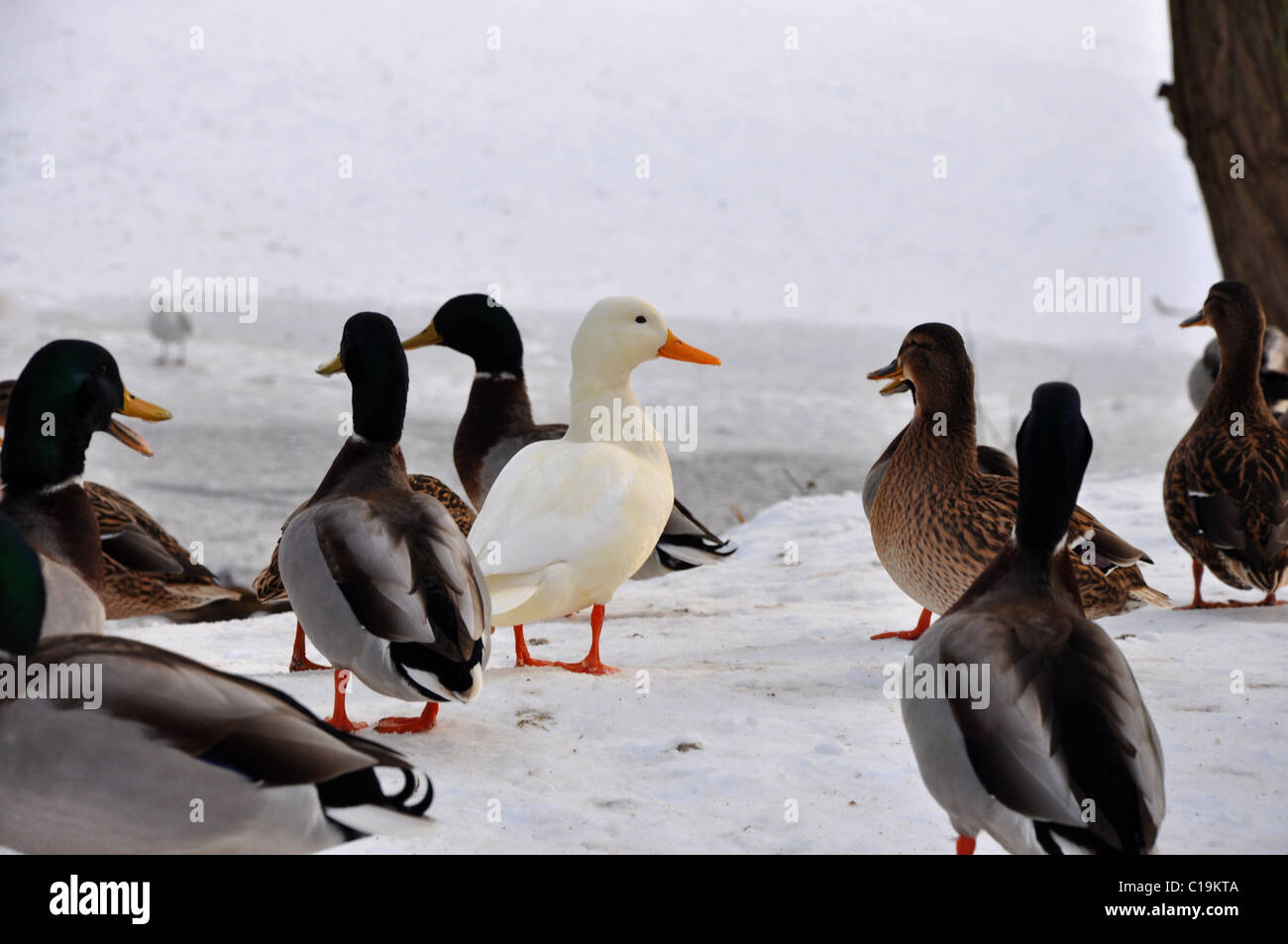 Winter scene of ducks in snow Stock Photo Alamy
