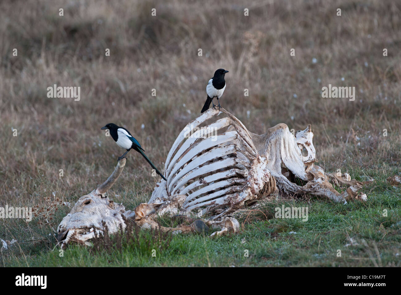 Magpie Pica pica Spain winter Stock Photo
