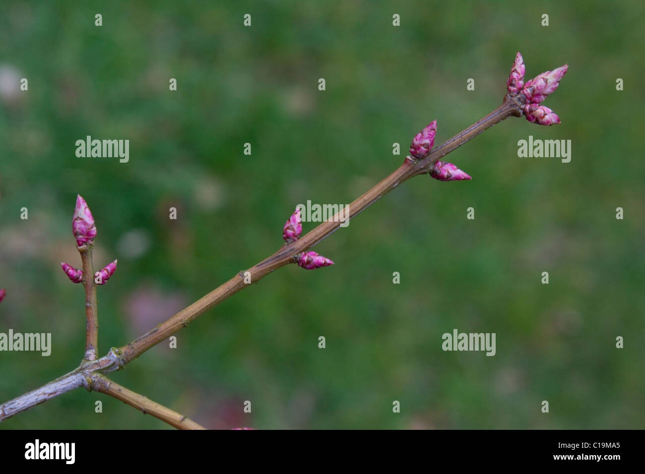 Euonymus alatus, Spindle Tree, buds in the spring Stock Photo Alamy