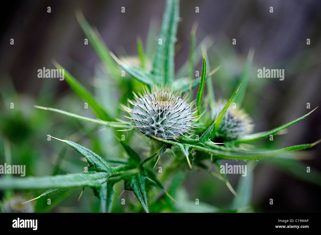 A macro image of a thistle, shallow depth of field Stock Photo