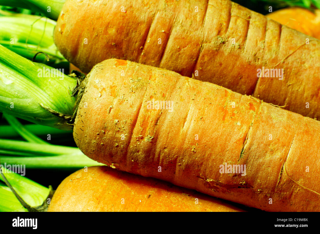 A close up of freshly picked carrots with the stems still attached