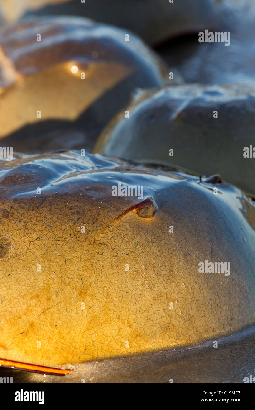 Horseshoe crabs on beach, spawning in sand, Delaware, USA Stock Photo