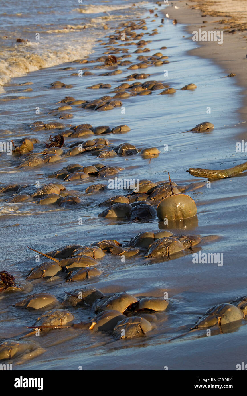 Horseshoe crabs on beach, spawning in sand, Delaware, USA Stock Photo