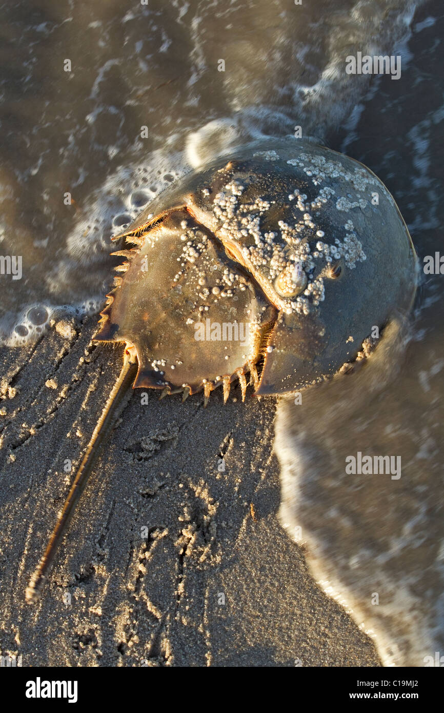 Horseshoe crab on beach, spawning in sand, Delaware, USA Stock Photo