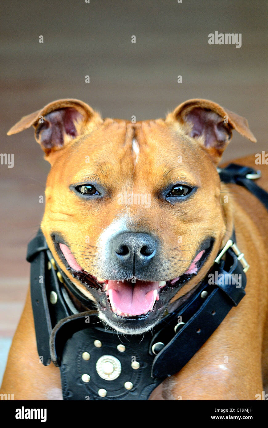 A Beautiful Red And White Haired Staffordshire Bull Terrier