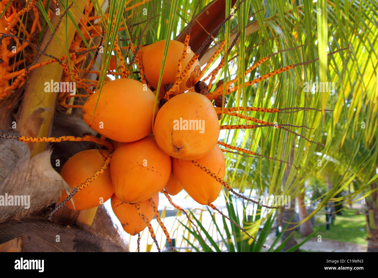 Coconuts in palm tree ripe yellow orange color fruit Stock Photo
