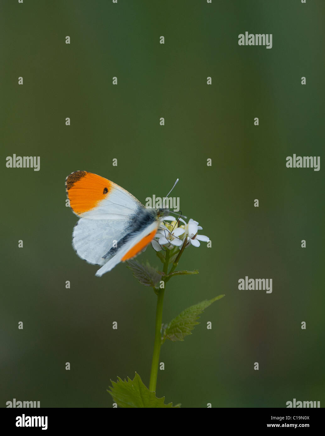 Orange Tip Butterfly Ferry Wood Norfolk Stock Photo