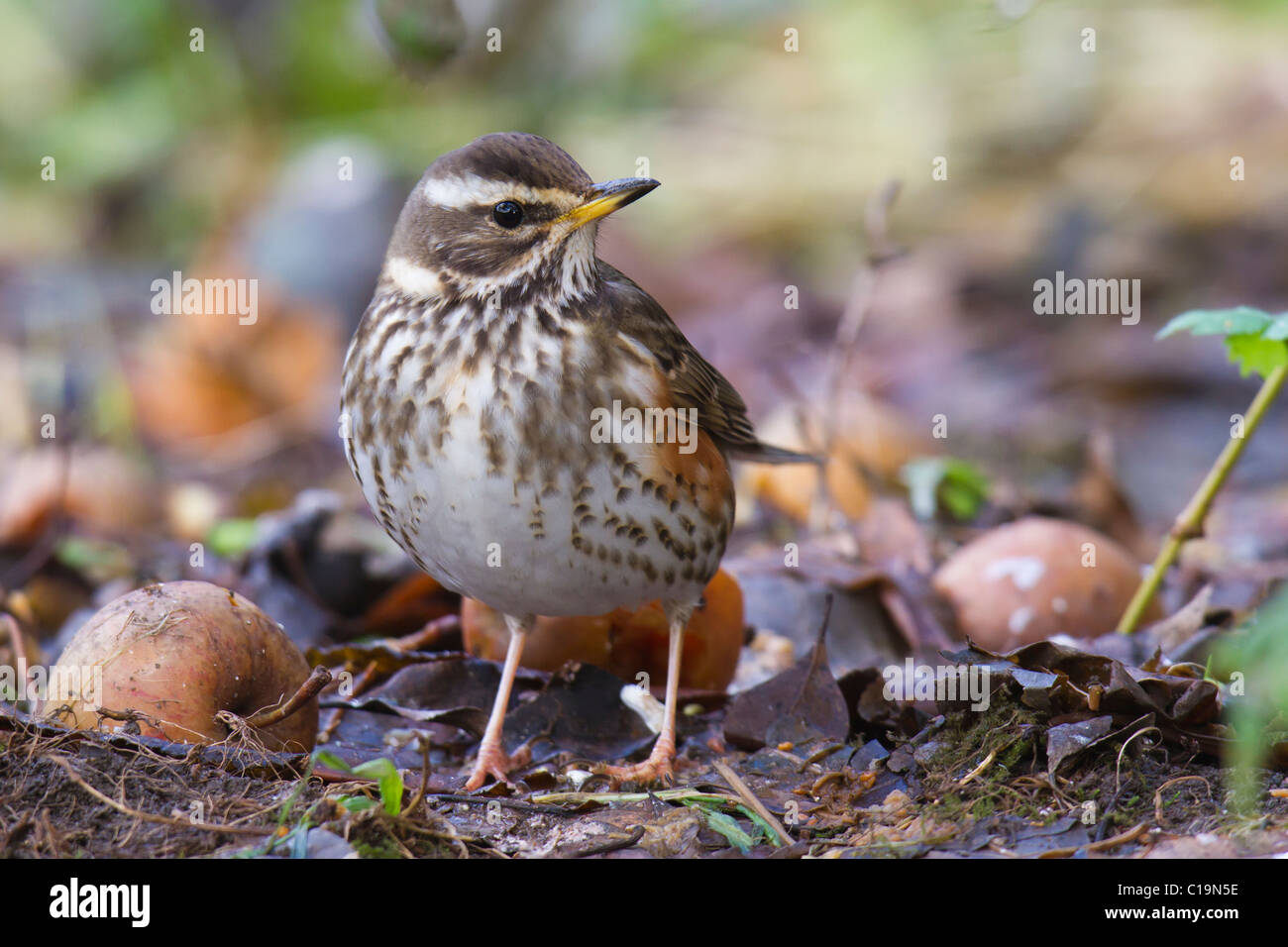 Redwing (Turdus iliacus) on the ground among windfall apples Stock Photo