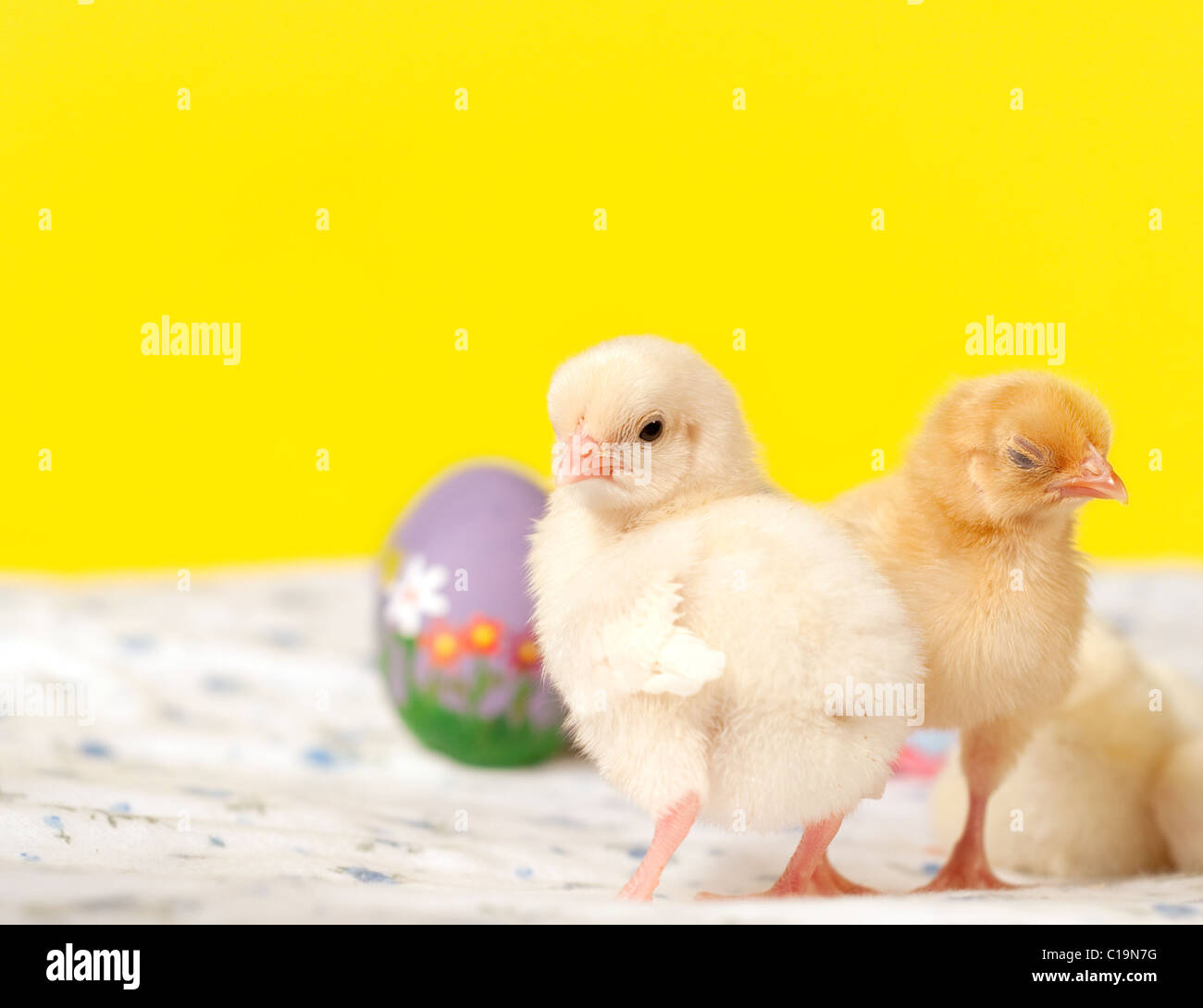 Tiny easter chicks with hand painted easter eggs against Easter yellow