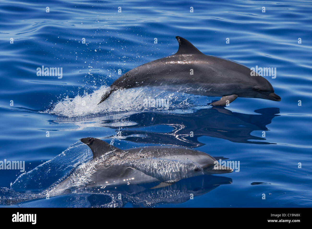 Atlantic Spotted Dolphin (Stenella frontalis) two adults porpoising. Azores, Atlantic Ocean. Stock Photo