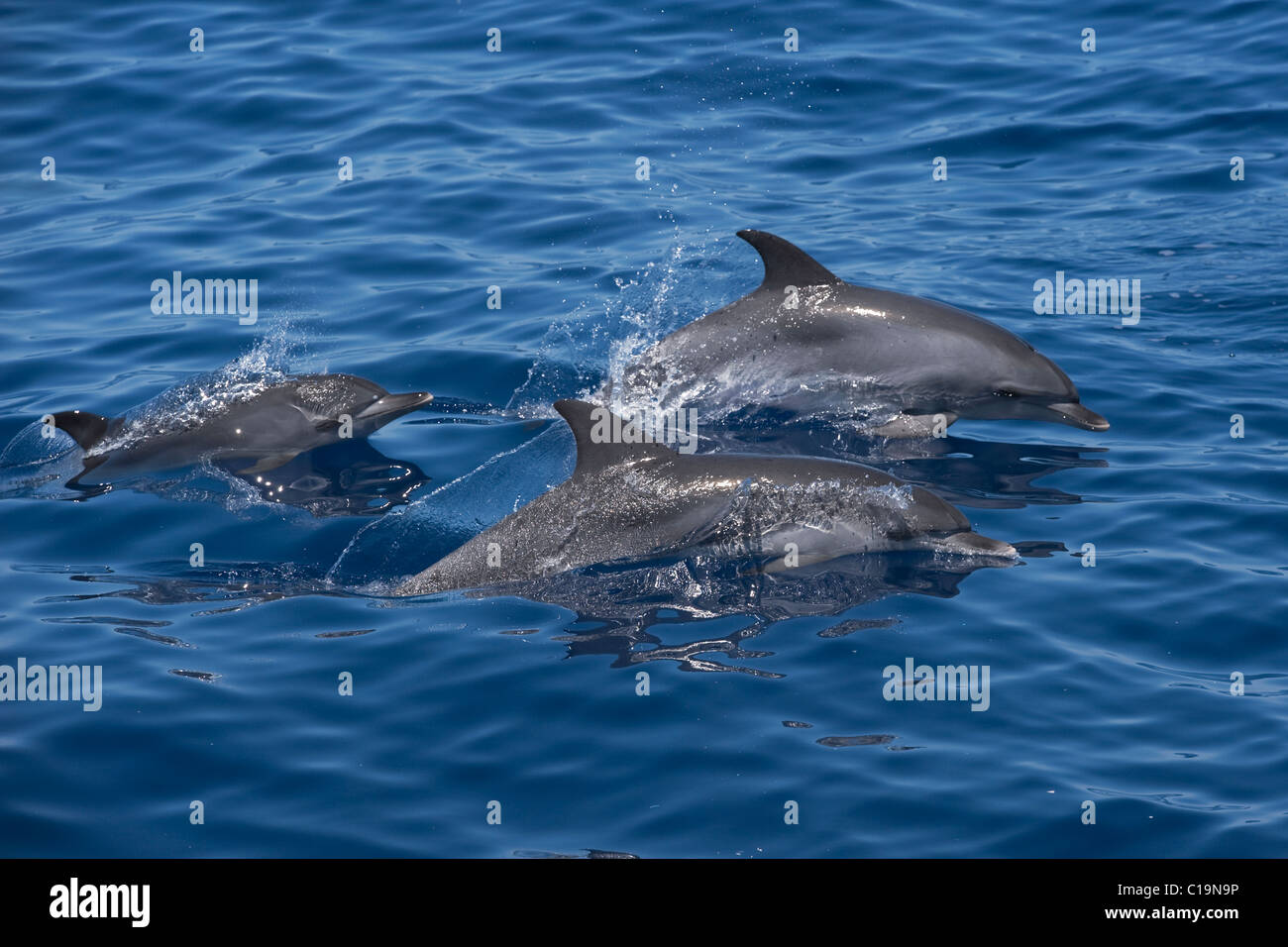 Atlantic Spotted Dolphin (Stenella frontalis) three adults porpoising. Azores, Atlantic Ocean. Stock Photo