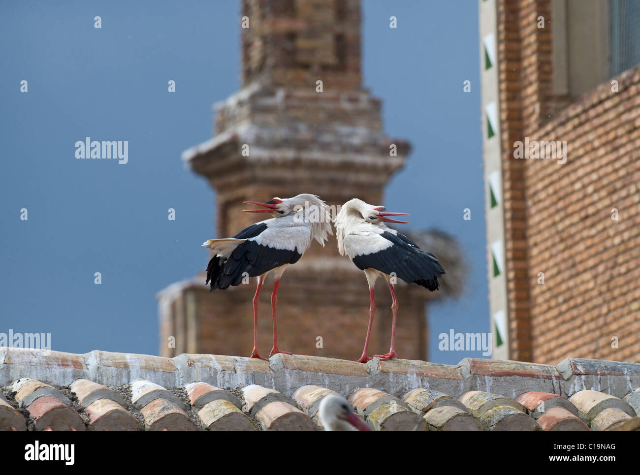 White Stork Ciconia ciconia displaying on cathedral roof Alfaro Spain June Stock Photo